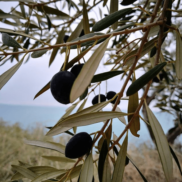 campagna olivicola 2018 2019