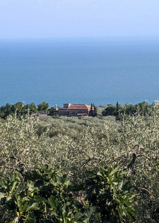 oliveto produzione olio pugliese Ogliarola Garganica masseria papone